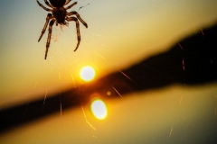 SPIDER TIME, Pavel Rabas